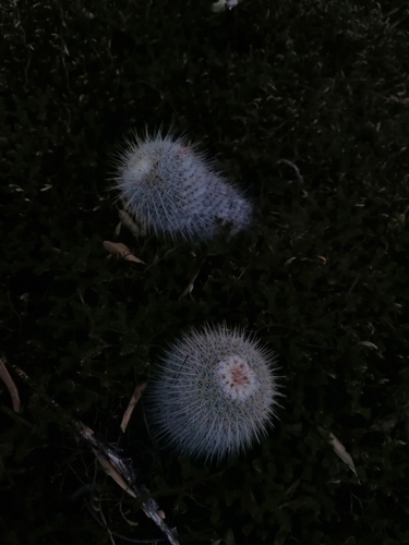 Mammillaria dixanthocentron