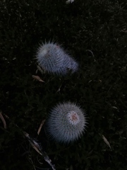 Mammillaria dixanthocentron