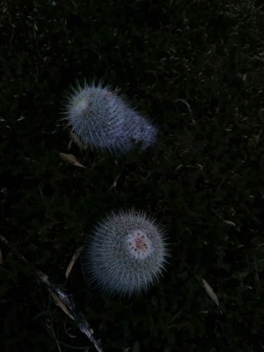 Mammillaria dixanthocentron