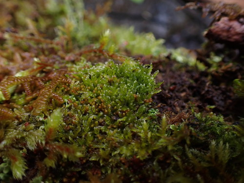 Image of Roell's Brotherella Moss by no rights reserved