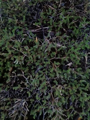 Sedum moranense