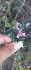 Indigofera praetermissa