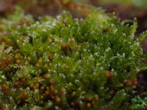 Roell's Brotherella Moss (Brotherella roellii)