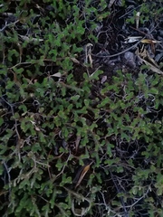 Sedum moranense