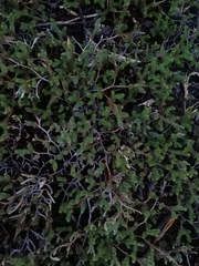 Sedum moranense