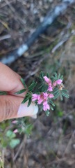 Indigofera praetermissa