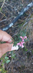 Indigofera praetermissa