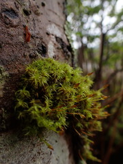 Ulota obtusiuscula