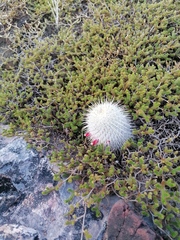 Mammillaria dixanthocentron