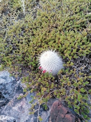 Mammillaria dixanthocentron
