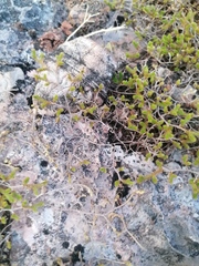 Sedum moranense