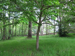 Carpinus betulus