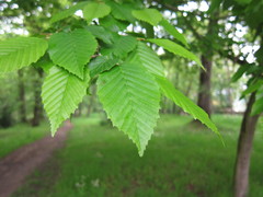 Carpinus betulus