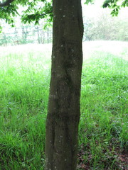 Carpinus betulus