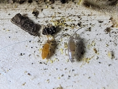 Willowsia nigromaculata