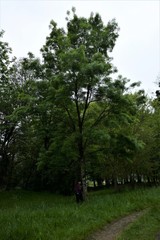 Carpinus betulus