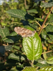 Vanessa cardui