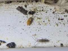 Willowsia nigromaculata