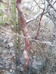 Bursera morelensis