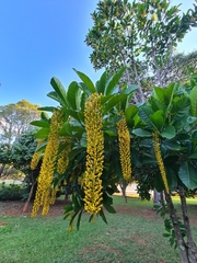 Cassia ferruginea