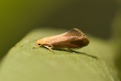 Crassa tinctella