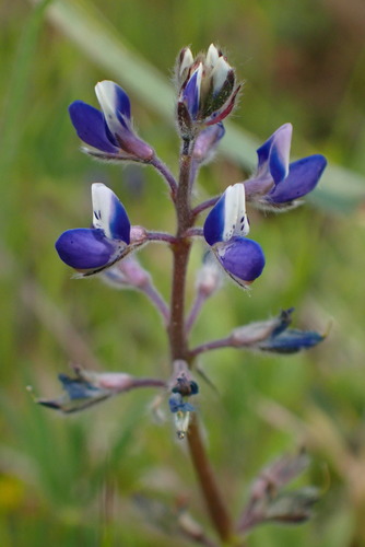 iNaturalist observation photo of Miniature Lupine