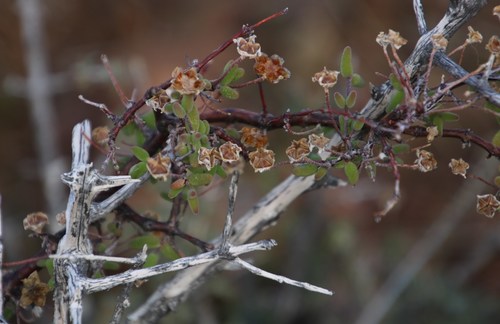 Image of Drosanthemum karrooense by (c) Tony Rebelo, some rights reserved (CC BY-SA)