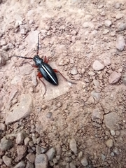 Dorcadion cinerarium