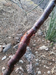 Bursera schlechtendalii