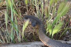 Dolichophis schmidti