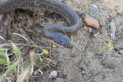 Dolichophis schmidti