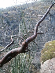 Bursera schlechtendalii