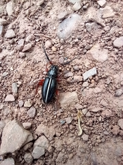 Dorcadion cinerarium