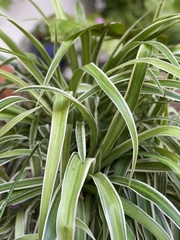 Chlorophytum capense