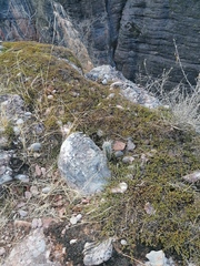 Lemaireocereus hollianus