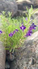 Scutellaria siphocampyloides