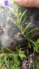 Scutellaria siphocampyloides