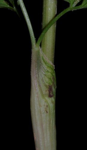 Smyrnium perfoliatum subsp. rotundifolium image