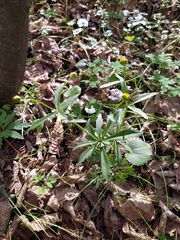 Ranunculus cassubicus