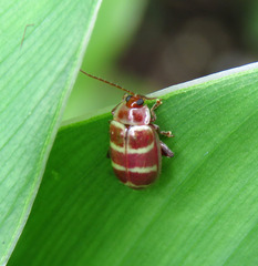 Asphaera quadrifasciata