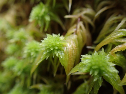 Image of Sphagnum rubiginosum by no rights reserved