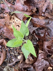 Symphyotrichum anomalum
