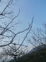 Bursera schlechtendalii