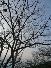 Bursera schlechtendalii