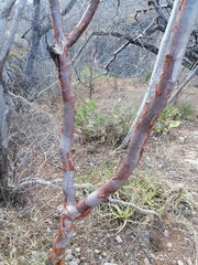 Bursera schlechtendalii