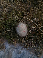 Mammillaria dixanthocentron