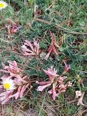 Astragalus monspessulanus monspessulanus