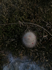 Mammillaria dixanthocentron