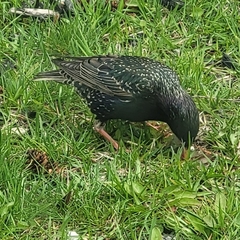 Sturnus vulgaris