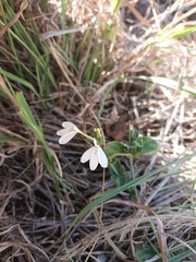 Rhinacanthus xerophilus